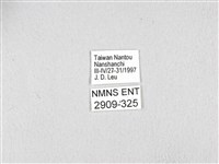 斑鳳蝶藏品圖，第3張