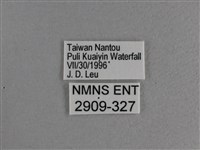 大紅蛺蝶藏品圖，第3張