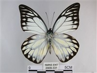 鋸粉蝶藏品圖，第1張