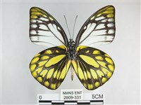 鋸粉蝶藏品圖，第2張