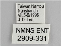 鋸粉蝶藏品圖，第3張