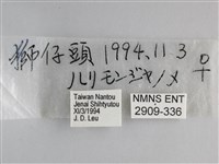 藍紋鋸眼蝶藏品圖，第3張