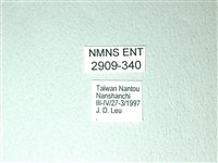 黃星斑鳳蝶藏品圖，第3張