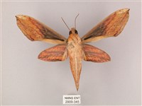 綠背斜紋天蛾藏品圖，第2張