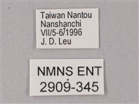 綠背斜紋天蛾藏品圖，第3張