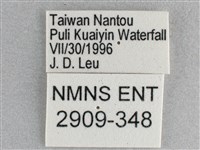 細帶環蛺蝶藏品圖，第3張