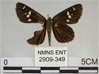 白斑弄蝶藏品圖，第1張