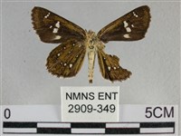 白斑弄蝶藏品圖，第2張