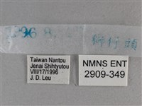 白斑弄蝶藏品圖，第3張