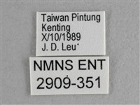 異色尖粉蝶藏品圖，第3張