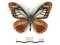 斑鳳蝶藏品圖，第2張