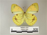 異粉蝶、雌白黃蝶藏品圖，第2張