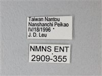 異粉蝶、雌白黃蝶藏品圖，第3張