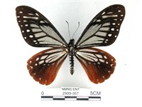 斑鳳蝶藏品圖，第1張