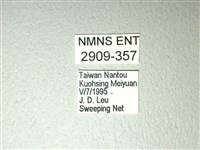 斑鳳蝶藏品圖，第3張