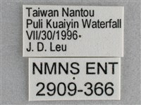 細帶環蛺蝶藏品圖，第3張
