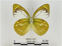 淡褐脈粉蝶藏品圖，第2張