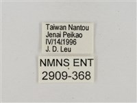 淡褐脈粉蝶藏品圖，第3張