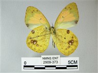 異粉蝶、雌白黃蝶藏品圖，第2張