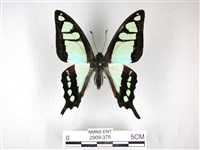 寬帶青鳳蝶藏品圖，第1張