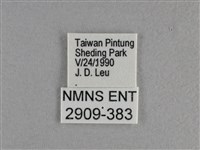 長紋黛眼蝶藏品圖，第3張