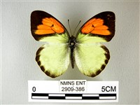 異粉蝶、雌白黃蝶藏品圖，第1張