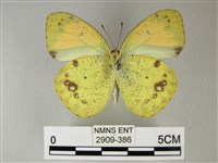 異粉蝶、雌白黃蝶藏品圖，第2張