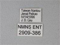 異粉蝶、雌白黃蝶藏品圖，第3張