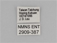 紫帶眉眼蝶藏品圖，第3張