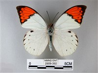 橙端粉蝶、端紅蝶藏品圖，第1張