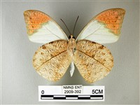 橙端粉蝶、端紅蝶藏品圖，第2張