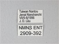 橙端粉蝶、端紅蝶藏品圖，第3張