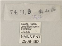 青珈波灰蝶藏品圖，第3張