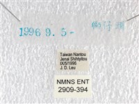 橙翅傘弄蝶藏品圖，第3張