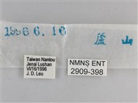 大幽眼蝶藏品圖，第3張