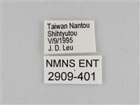 切翅眉眼蝶藏品圖，第3張
