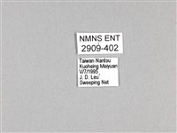 劍鳳蝶藏品圖，第3張