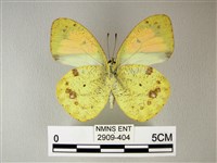 異粉蝶、雌白黃蝶藏品圖，第2張