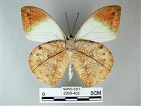 橙端粉蝶、端紅蝶藏品圖，第2張