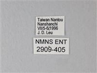 橙端粉蝶、端紅蝶藏品圖，第3張