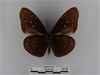 異紋紫斑蝶藏品圖，第2張