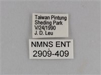 異紋紫斑蝶藏品圖，第3張