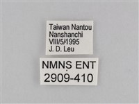 密紋波眼蝶藏品圖，第3張