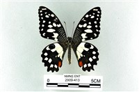 花鳳蝶、無尾鳳蝶藏品圖，第1張