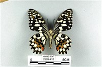 花鳳蝶、無尾鳳蝶藏品圖，第2張