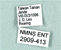 花鳳蝶、無尾鳳蝶藏品圖，第3張