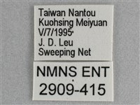 細帶環蛺蝶藏品圖，第3張