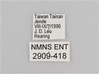 樺斑蝶藏品圖，第3張