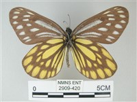 流星絹粉蝶藏品圖，第2張