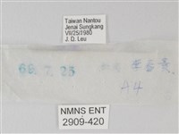 流星絹粉蝶藏品圖，第3張